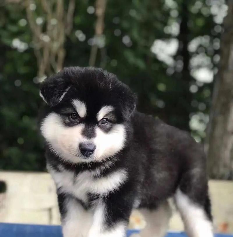 阿拉斯加犬有哪些颜色？它们的毛色有什么特点？