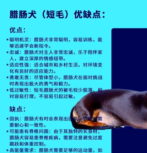 腊肠犬有哪些训练技巧？如何训练它们更听话？