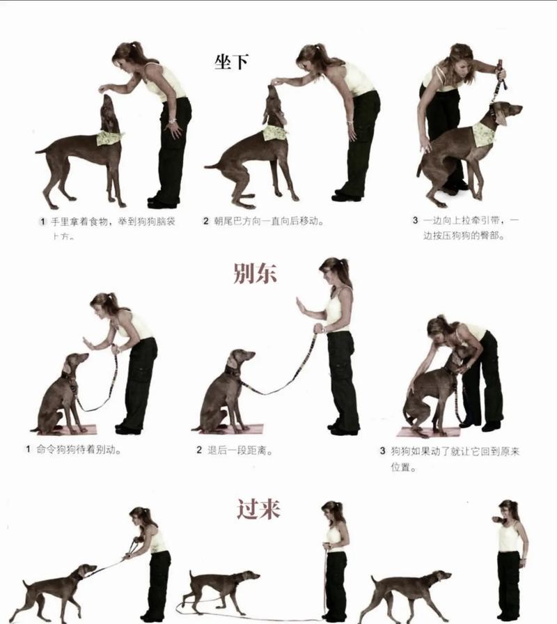 腊肠犬有哪些训练技巧？如何训练它们更听话？