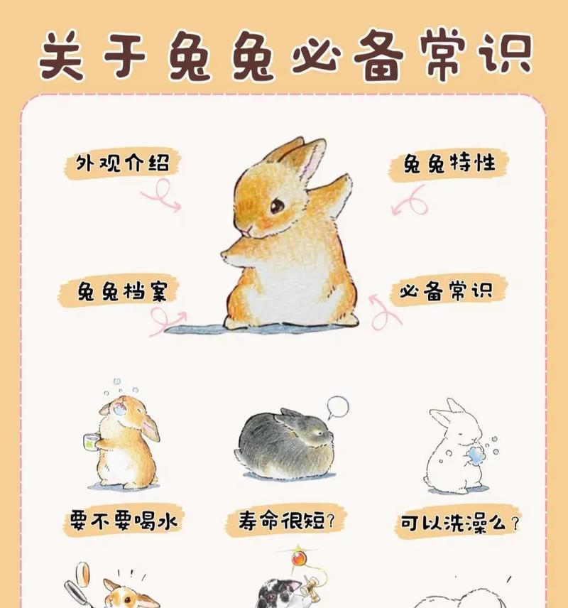 兔子如何饲养才能保持干净卫生？有哪些技巧？