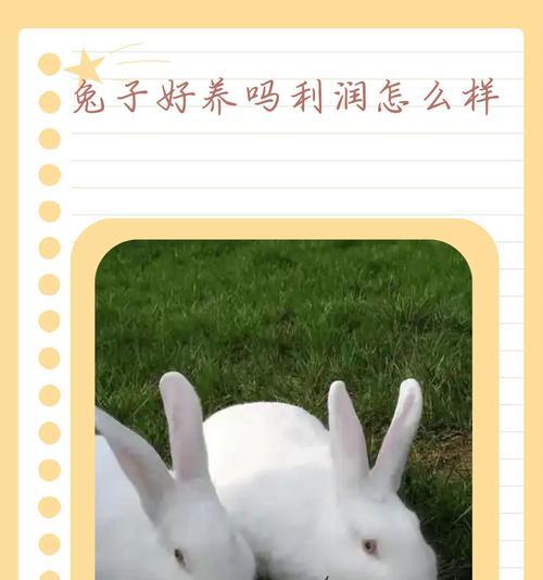兔子如何饲养才能保持干净卫生？有哪些技巧？