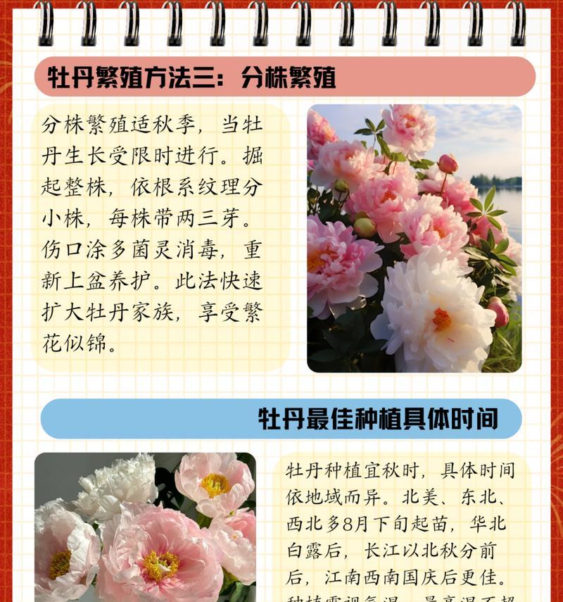牡丹种植的正确方法是什么？有哪些技巧？