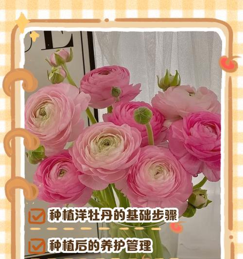 牡丹种植的正确方法是什么？有哪些技巧？