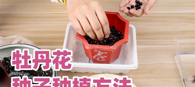 牡丹种植的正确方法是什么？有哪些技巧？