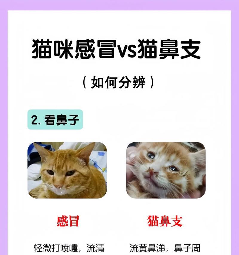 猫咪流鼻涕会传染给其他猫咪吗？