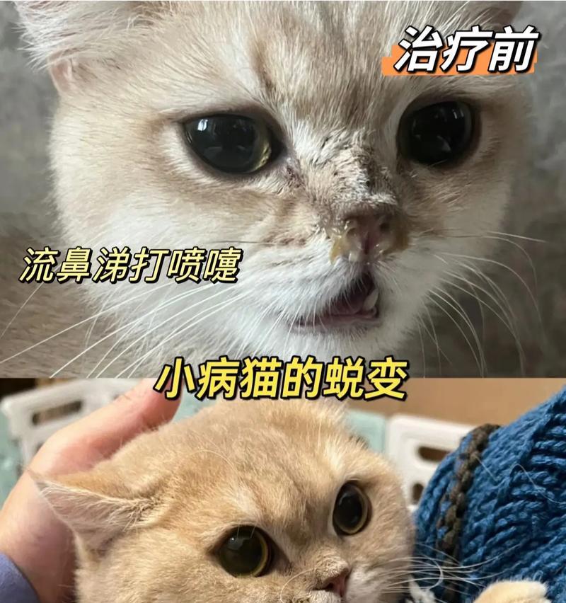 猫咪流鼻涕会传染给其他猫咪吗？