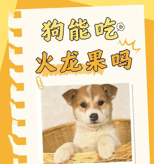 狗狗能吃哪些水果？有哪些水果对狗狗有益？
