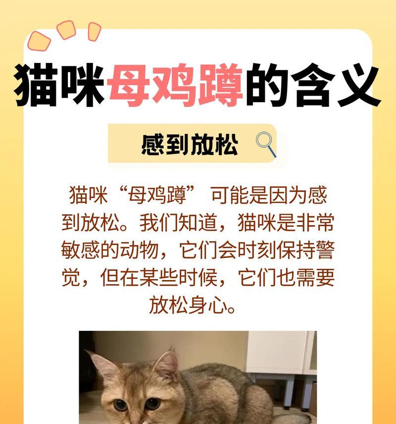 猫咪为什么会在食盆旁刨地？这种行为代表什么含义？