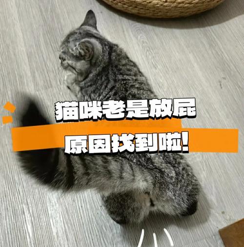 猫咪放屁拉肚子是为什么？三大原因是什么？