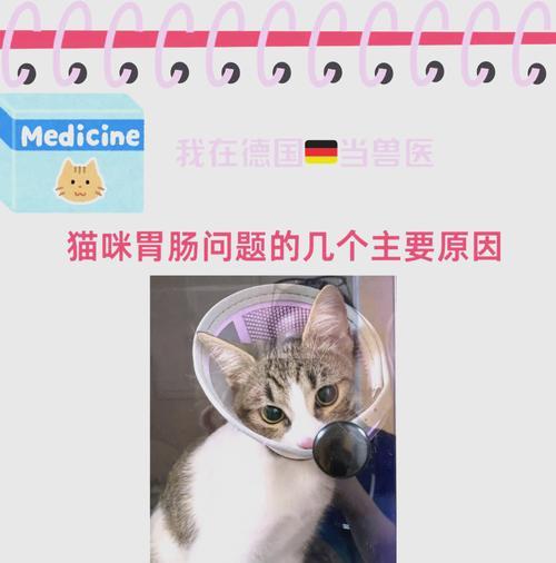 猫咪放屁拉肚子是为什么？三大原因是什么？
