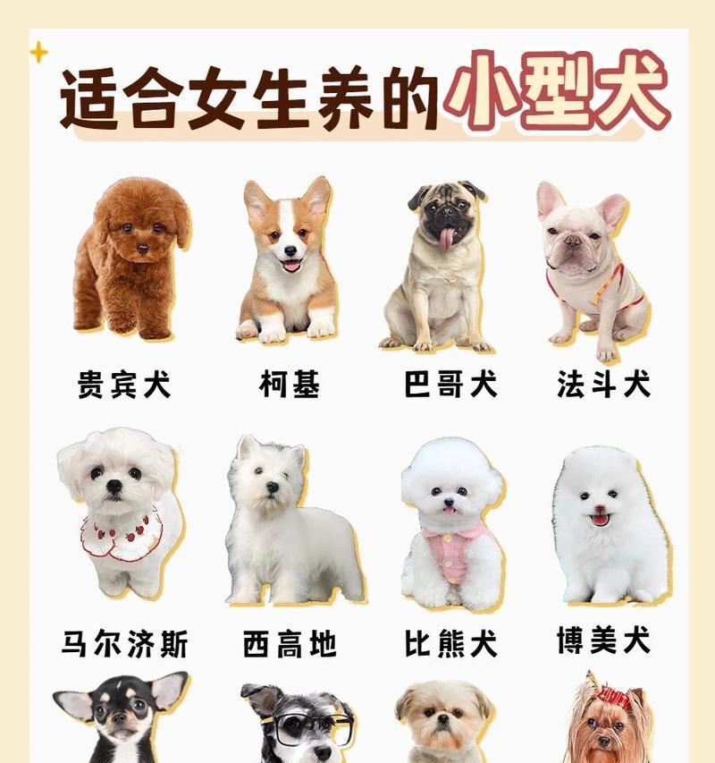 哪些狗狗品种既可爱又经济实惠？它们的特点是什么？