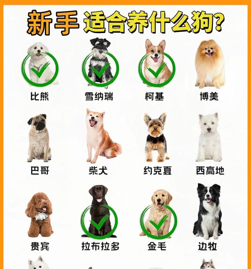 哪些狗狗品种既可爱又经济实惠？它们的特点是什么？