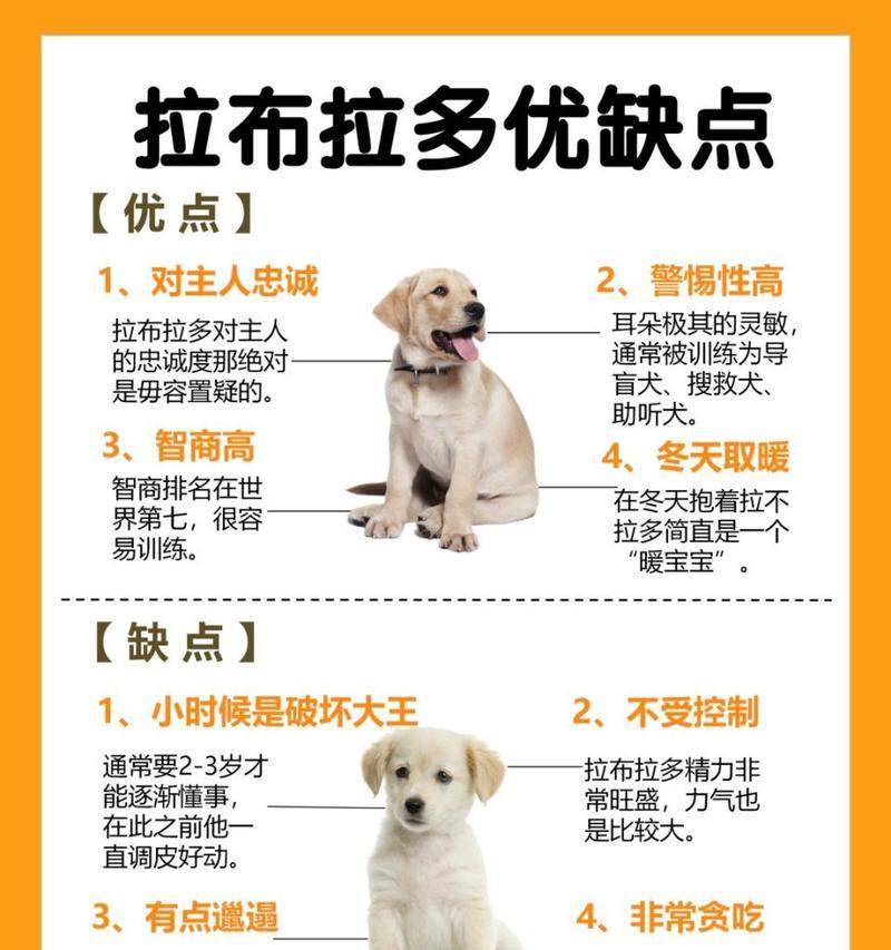 拉布拉多混血和纯种在性格和健康上有何差异？