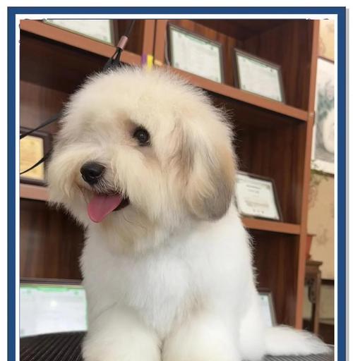 棉花面纱犬哪里可以购买？价格是多少？