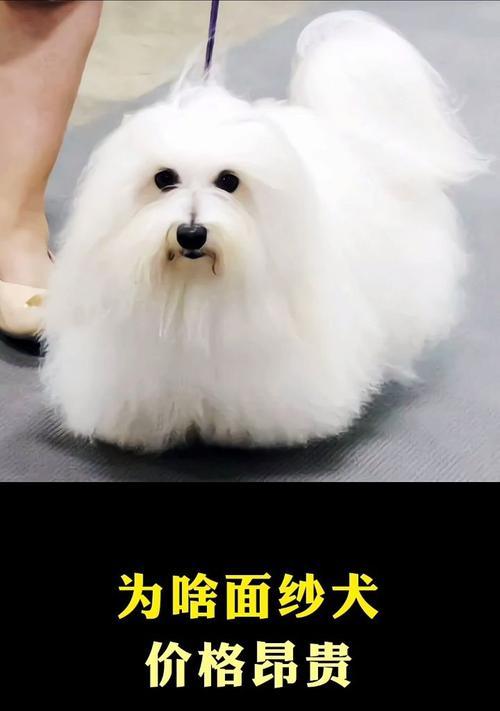 棉花面纱犬哪里可以购买？价格是多少？