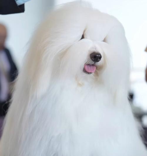 棉花面纱犬哪里可以购买？价格是多少？