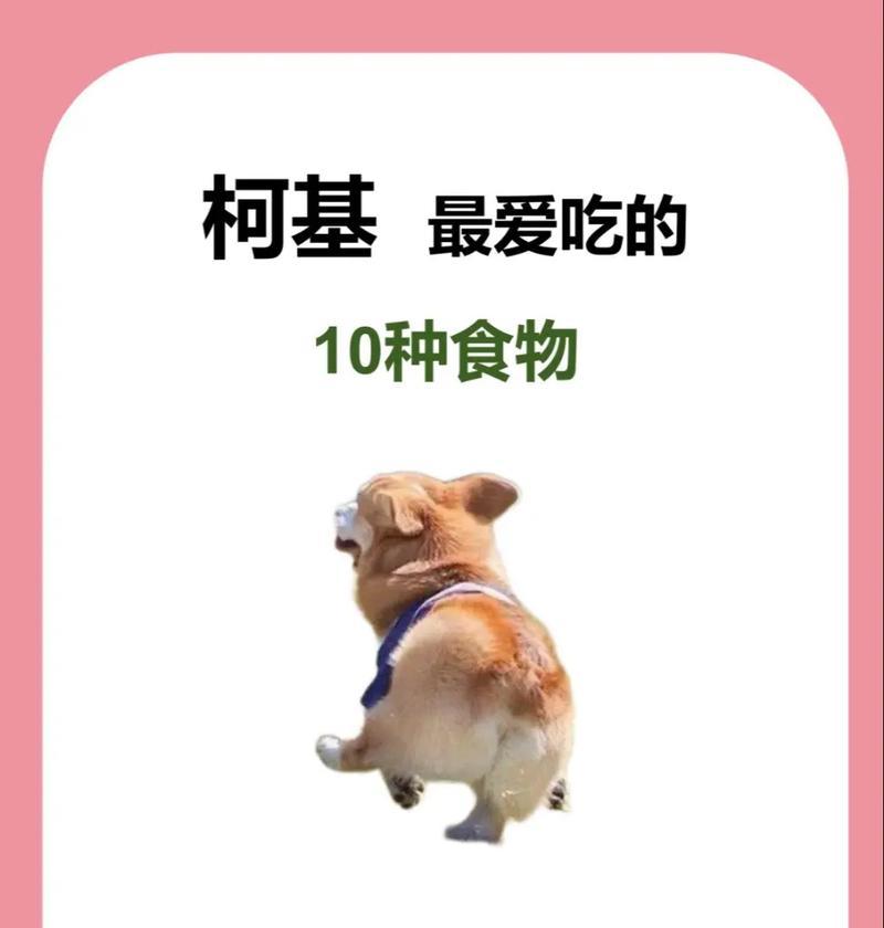 宠物狗可以吃的蔬菜有哪些？哪些蔬菜对狗狗有益？