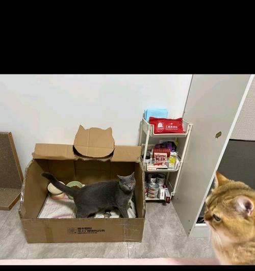 猫罐头常温保存多久安全？开封后多久需丢弃？