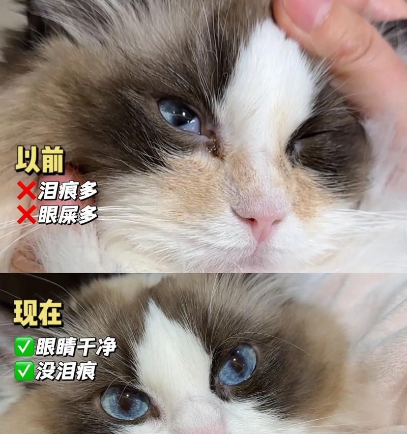 猫眼流泪和眼屎多是什么原因？