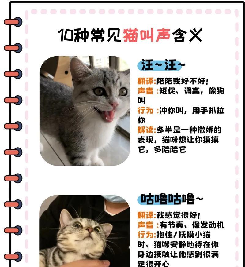 哪些声音能吸引猫咪？如何利用声音与猫咪互动？