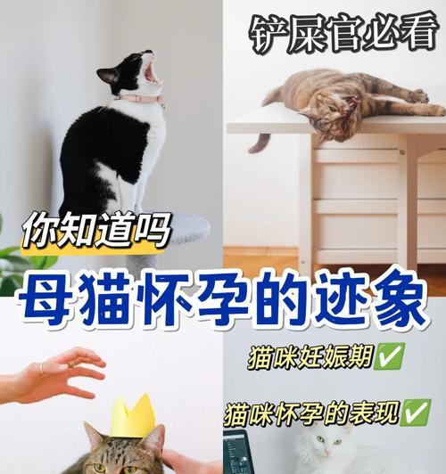 如何判断猫是否怀孕？有哪些迹象表明猫可能怀孕了？