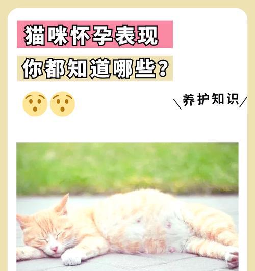 如何判断猫是否怀孕？有哪些迹象表明猫可能怀孕了？