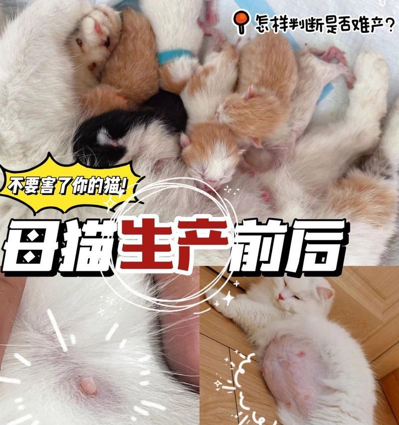 如何判断猫是否怀孕？有哪些迹象表明猫可能怀孕了？