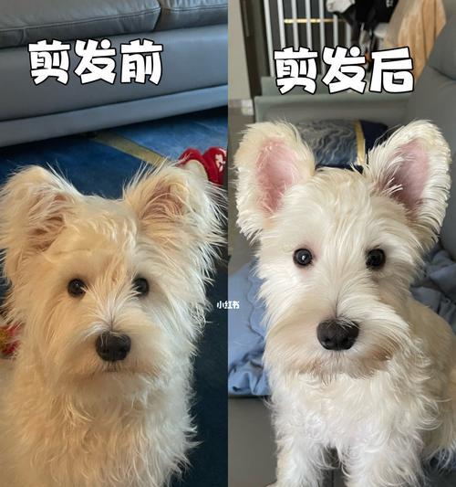 西高地和雪纳瑞哪个更适合家庭饲养？