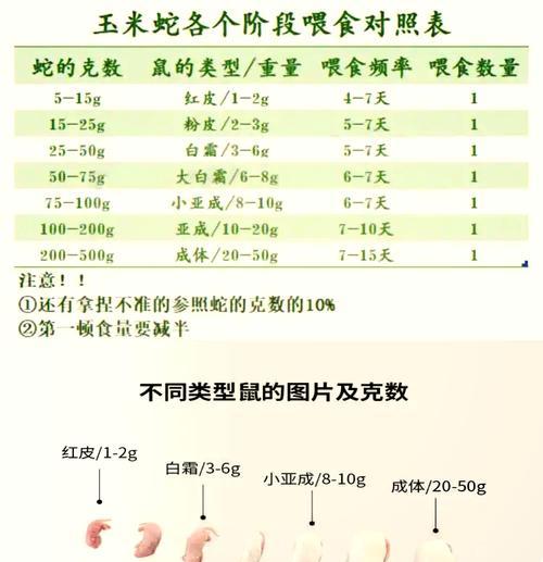 仓鼠饲养有哪些注意事项？如何正确喂养？