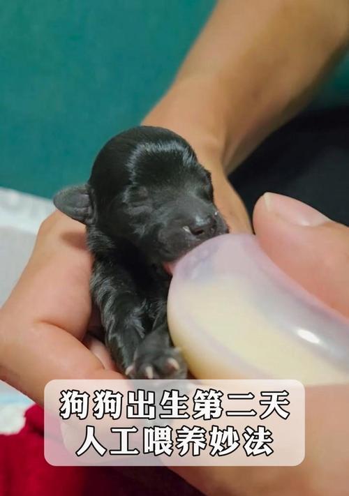 新生小狗没有母乳时应该喂什么？如何人工喂养？