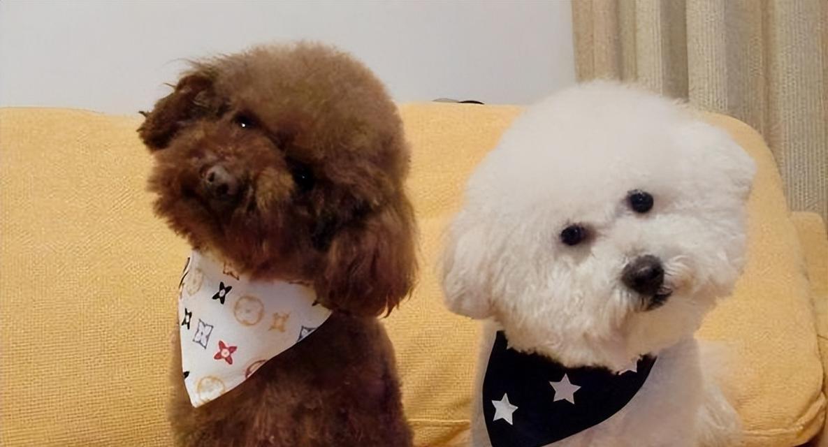 比熊犬和泰迪哪个更适合家庭？如何选择？