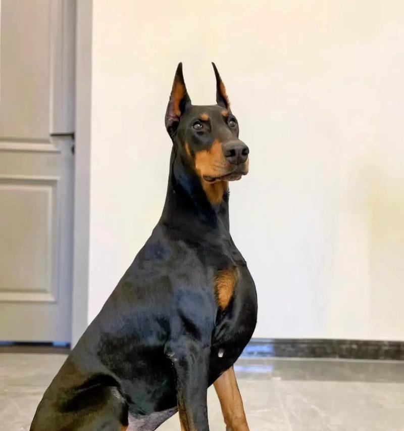 杜宾犬为什么会被禁养？有哪些原因导致的？
