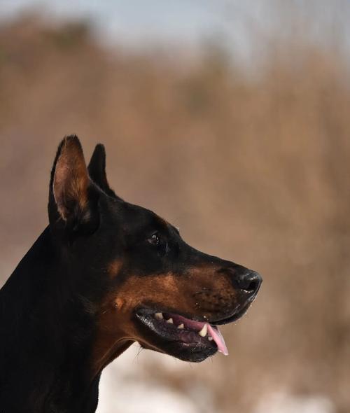 杜宾犬为什么会被禁养？有哪些原因导致的？