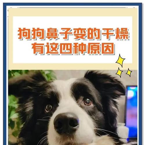 狗狗鼻头干燥是什么原因？如何保持湿润？