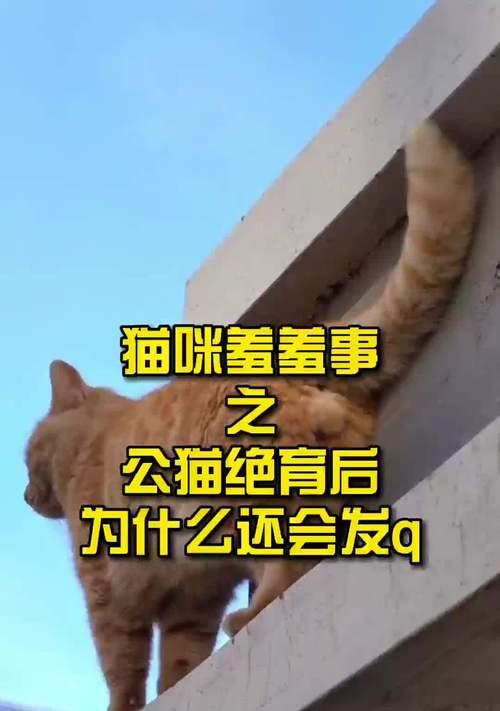 如何判断猫咪是否发情？发情期有哪些表现？