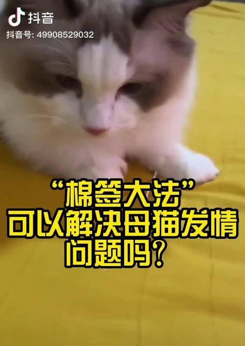 如何判断猫咪是否发情？发情期有哪些表现？