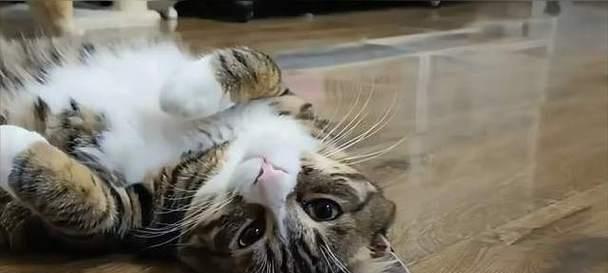 如何判断猫咪是否发情？发情期有哪些表现？