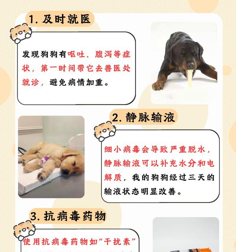 狗狗细小病毒感染如何治疗？有哪些有效方法？