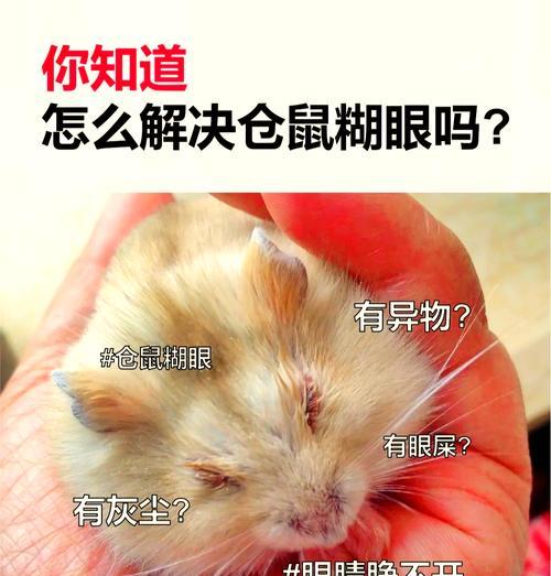 仓鼠宝宝多久会睁开眼睛？期间需要注意什么？