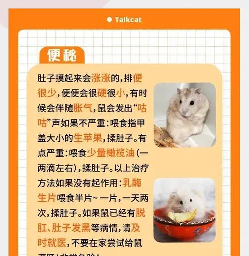 仓鼠会传染病毒给其他动物吗？如何预防？