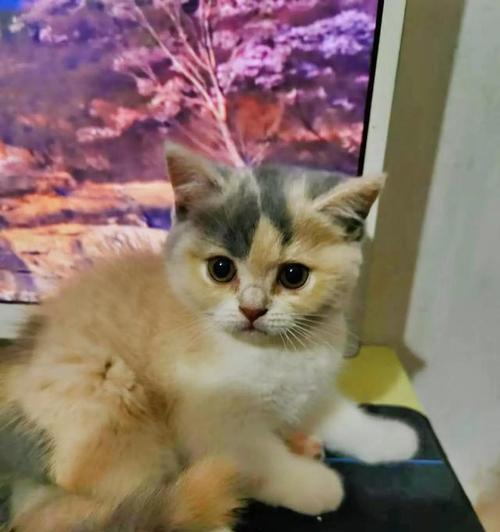 两个月的小猫需要笼养吗？对成长有何影响？