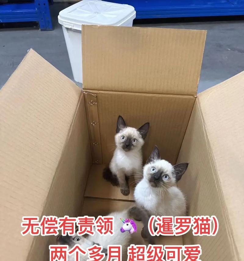两个月的小猫需要笼养吗？对成长有何影响？
