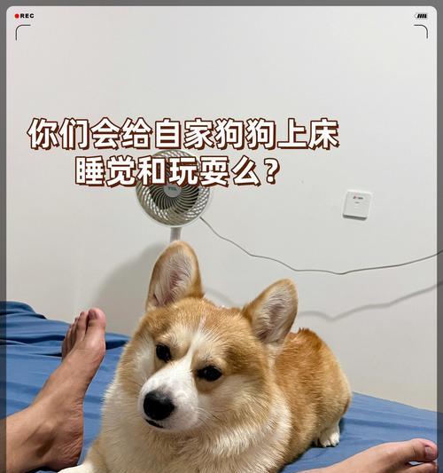 狗狗为何偏爱床上？如何训练它们睡狗窝？