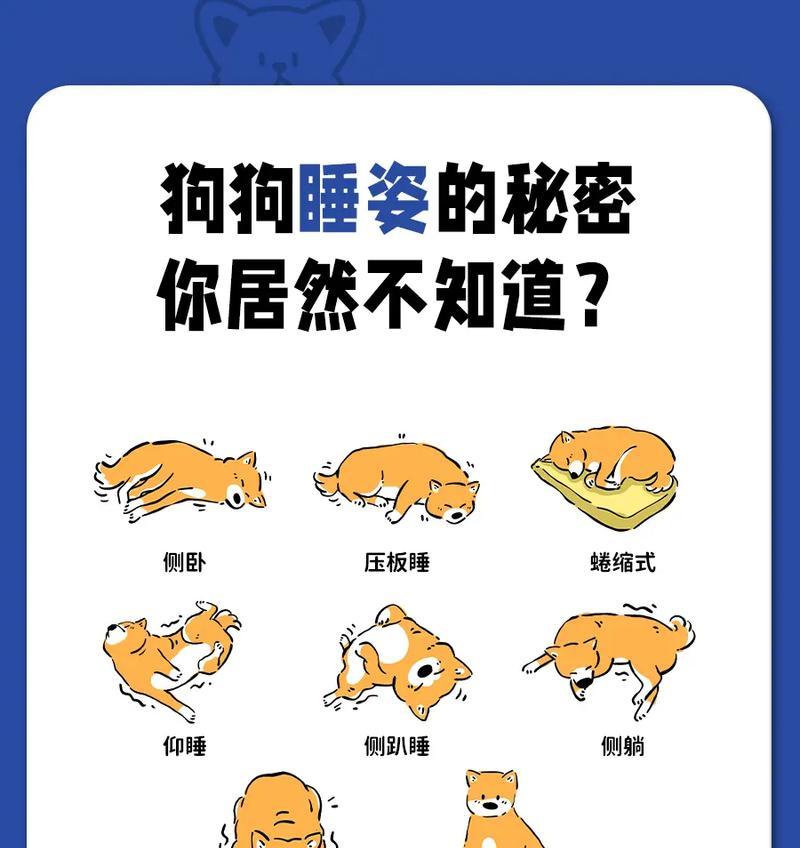 狗狗为何偏爱床上？如何训练它们睡狗窝？