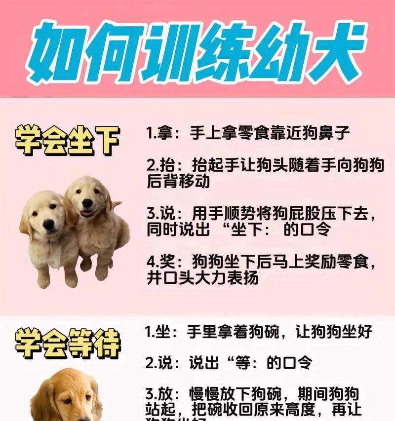 猎犬训练的基本原则是什么？如何制定训练计划？