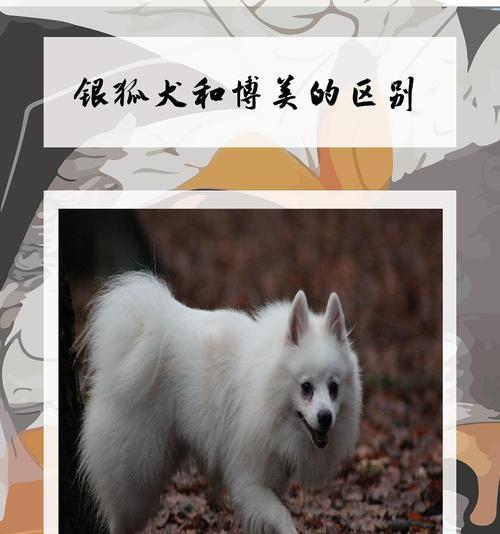 博美和银狐有哪些区别？各自的特征是什么？