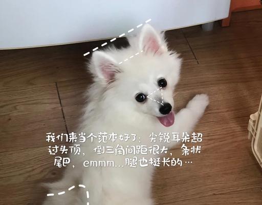 博美和银狐有哪些区别？各自的特征是什么？