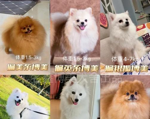 博美和银狐有哪些区别？各自的特征是什么？