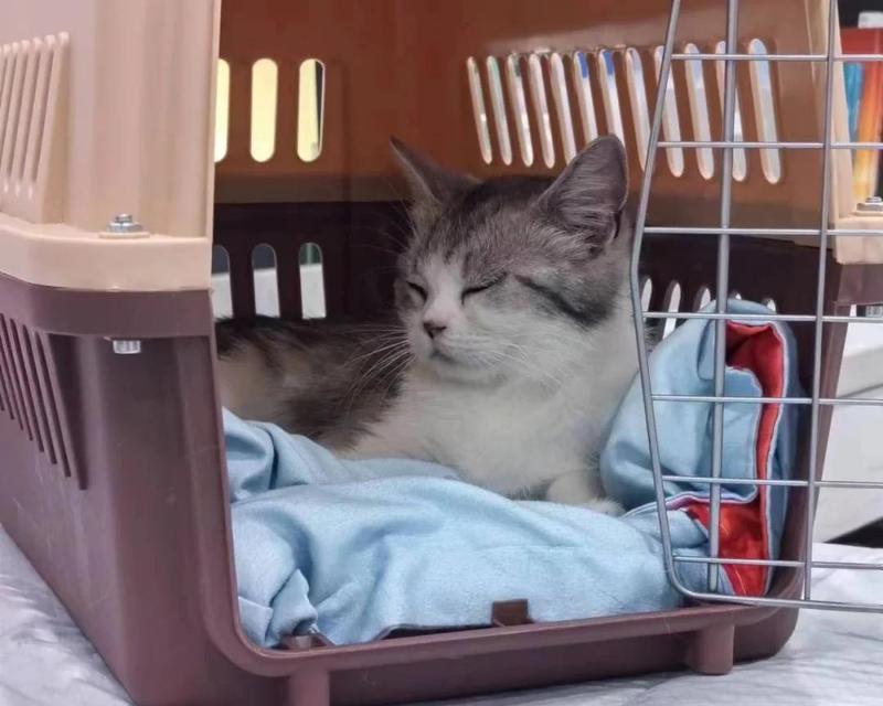 猫咪嗜睡但食欲正常是怎么回事？需要担心吗？
