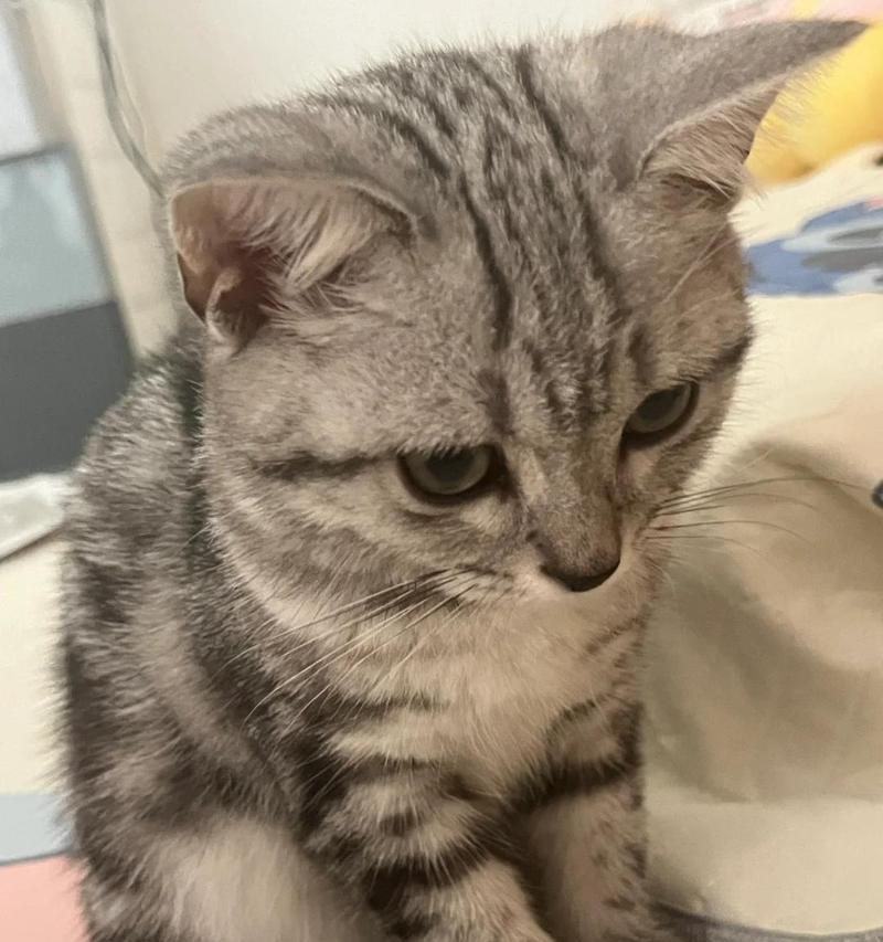猫咪嗜睡但食欲正常是怎么回事？需要担心吗？